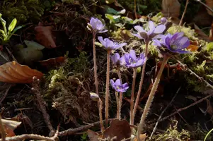 Anemone hepatica, hepatica, purple, delicate, livertwort, kidneywort, petals, walenstadt, pollination, anemone, beautiful, mauve, woodland, berschis, wild, spring, liverwort, reproduction, violet, life, flora, wildflower, outdoors, blue, nemorosa, stamens, white, growth, native