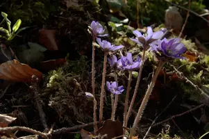 Anemone hepatica, hepatica, purple, delicate, livertwort, kidneywort, petals, walenstadt, pollination, anemone, beautiful, mauve, woodland, berschis, wild, spring, liverwort, reproduction, violet, life, flora, wildflower, outdoors, blue, nemorosa, stamens, white, growth, native