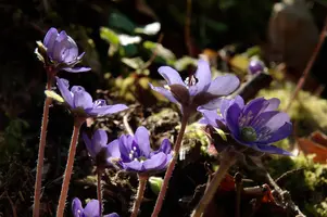 Anemone hepatica, hepatica, purple, delicate, livertwort, kidneywort, petals, walenstadt, pollination, anemone, beautiful, mauve, woodland, berschis, wild, spring, liverwort, reproduction, violet, life, flora, wildflower, outdoors, blue, nemorosa, stamens, white, growth, native