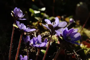 Anemone hepatica, anemone, purple, delicate, livertwort, kidneywort, petals, liverwort, pollination, walenstadt, beautiful, mauve, woodland, berschis, wild, spring, hepatica, reproduction, violet, life, flora, wildflower, outdoors, blue, nemorosa, stamens, white, growth, native