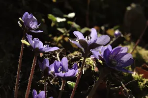 Anemone hepatica, anemone, purple, delicate, livertwort, kidneywort, petals, liverwort, pollination, walenstadt, beautiful, mauve, woodland, berschis, wild, spring, hepatica, reproduction, violet, life, flora, wildflower, outdoors, blue, nemorosa, stamens, white, growth, native