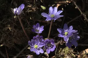 Anemone hepatica, anemone, purple, delicate, livertwort, kidneywort, petals, liverwort, pollination, walenstadt, beautiful, mauve, woodland, berschis, wild, spring, hepatica, reproduction, violet, life, flora, wildflower, outdoors, blue, nemorosa, stamens, white, growth, native