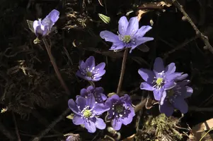 Anemone hepatica, anemone, purple, delicate, livertwort, kidneywort, petals, liverwort, pollination, walenstadt, beautiful, mauve, woodland, berschis, wild, spring, hepatica, reproduction, violet, life, flora, wildflower, outdoors, blue, nemorosa, stamens, white, growth, native