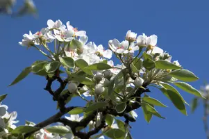 dsc_204113.jpg