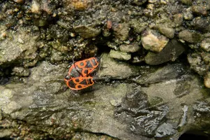 dsc_217065.jpg