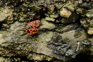 dsc_217066.jpg