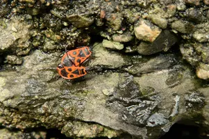 dsc_217068.jpg