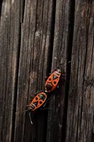 dsc_217090.jpg
