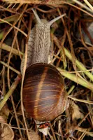 dsc_217111.jpg