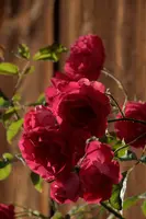dsc_217401.jpg