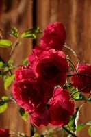 dsc_217402.jpg
