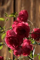 dsc_217403.jpg
