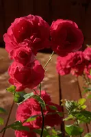 dsc_217419.jpg