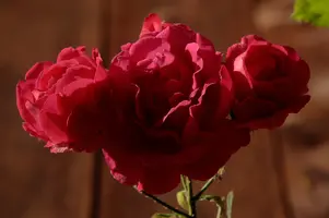 dsc_217429.jpg