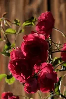 dsc_217431.jpg