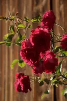 dsc_217434.jpg