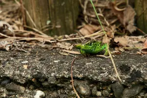 dsc_217523.jpg