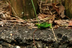 dsc_217524.jpg