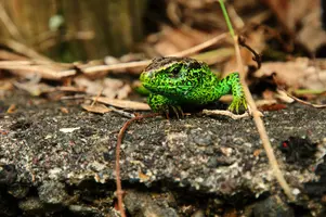 dsc_217527.jpg