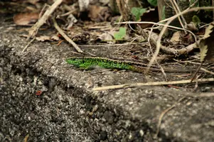 dsc_218206.jpg