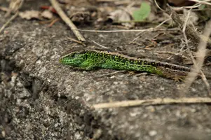 dsc_218211.jpg