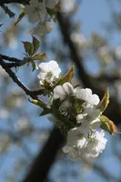 dsc_251621.jpg