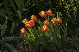 dsc_252681.jpg