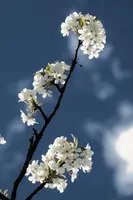 dsc_253133.jpg