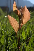 dsc_253593.jpg