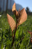 dsc_253605.jpg