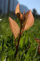 dsc_253606.jpg
