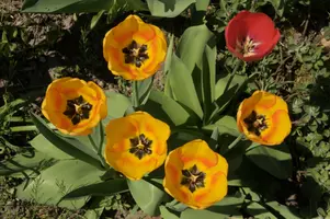 dsc_255083.jpg
