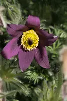 dsc_255091.jpg