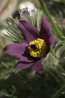 dsc_255097.jpg