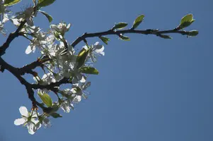dsc_255108.jpg