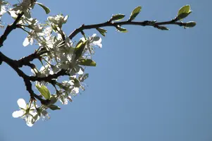 dsc_255109.jpg