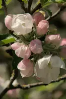 dsc_255195.jpg