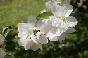 dsc_255295.jpg