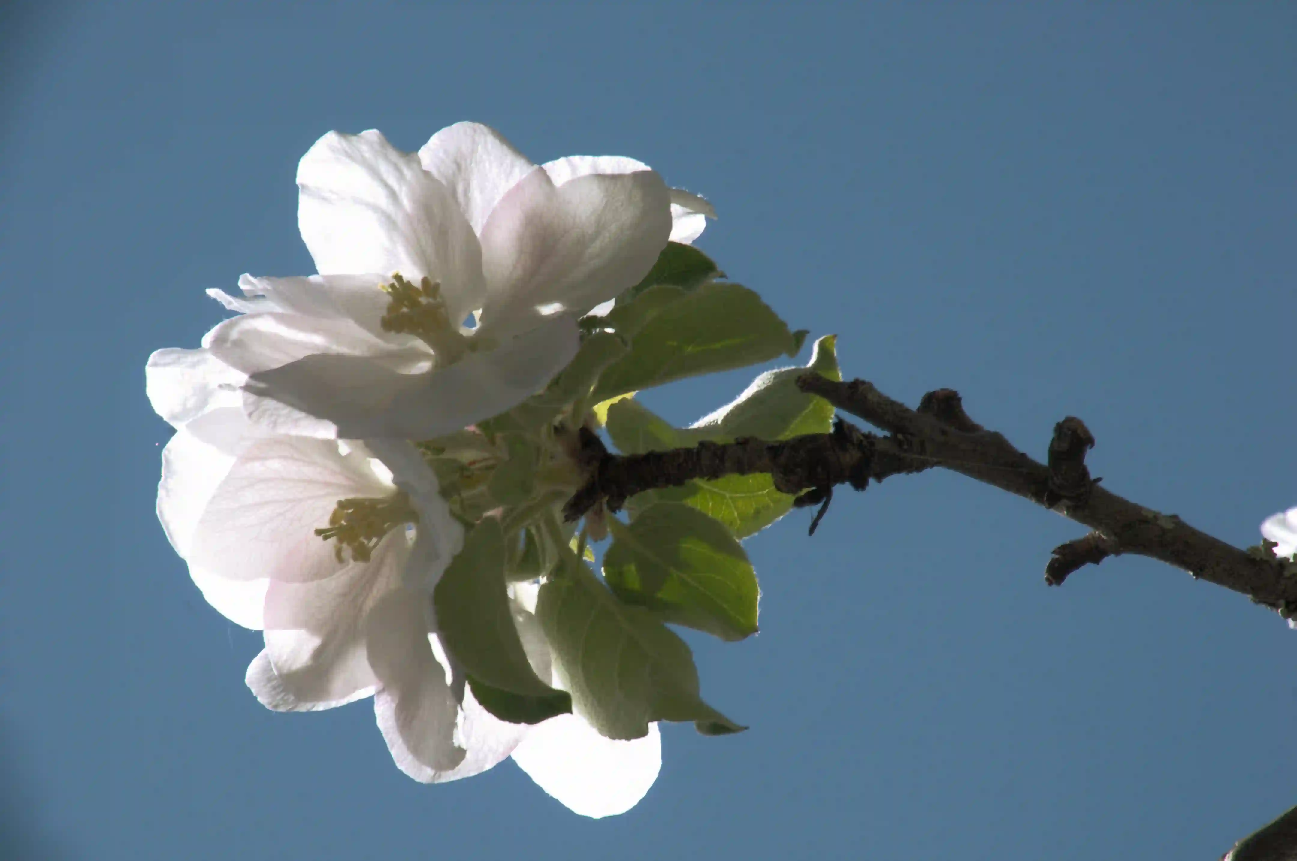 Apple blossom in Berschis, Switzerland, tree, apple, white, blossom, blue, fruit, berschis, branch, switzerland, sky, flower, flora, swiss, spring, pollination, fresh
