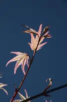 dsc_255348.jpg