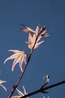 dsc_255349.jpg