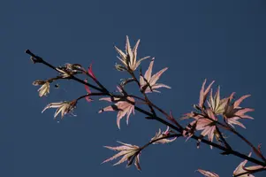 dsc_255350.jpg