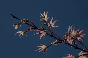 dsc_255351.jpg