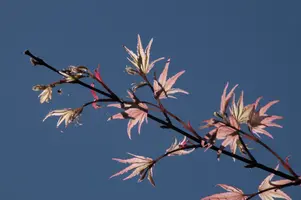 dsc_255352.jpg