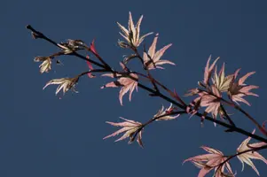 dsc_255353.jpg