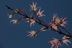 dsc_255354.jpg