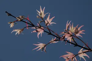 dsc_255355.jpg