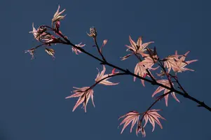 dsc_255357.jpg