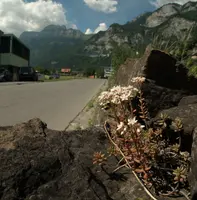 Alpine Stonecrop on Roadside Wall, wild, fence, white, flower, clematis, spring, switzerland