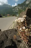 Alpine Stonecrop on Roadside Wall, wild, wall, saxifrage, white, flower, stonecrop, spring, switzerland